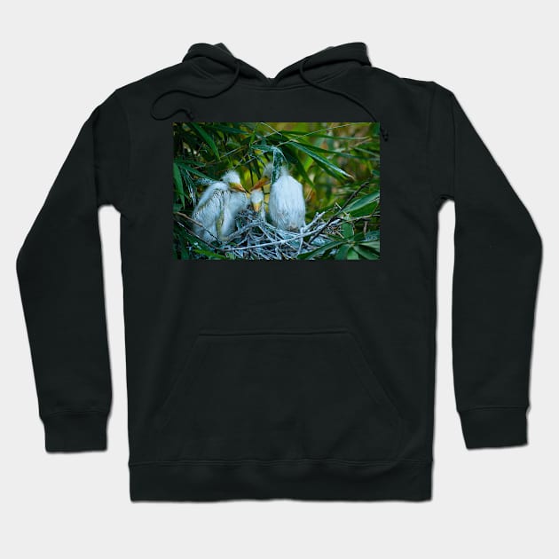 Three Great White Egret Chicks on the Nest. Cute baby birds. Hoodie by kstanvir